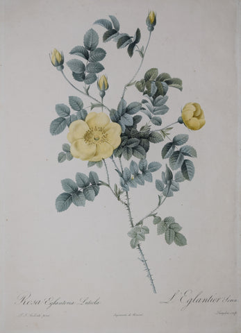Pierre-Joseph Redouté (1759-1840), Rosa Eglanteria Luteola