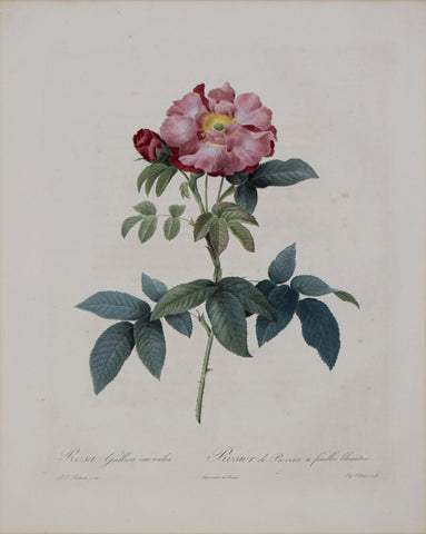 Pierre-Joseph Redouté (1759-1840), Rosa Gallica Caerulea