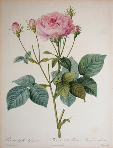 Pierre-Joseph Redouté (1759-1840), Rosa Gallica Granatus