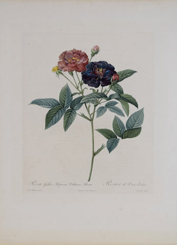 Pierre-Joseph Redouté (1759-1840), Rosa Gallica Purpurea Velutina