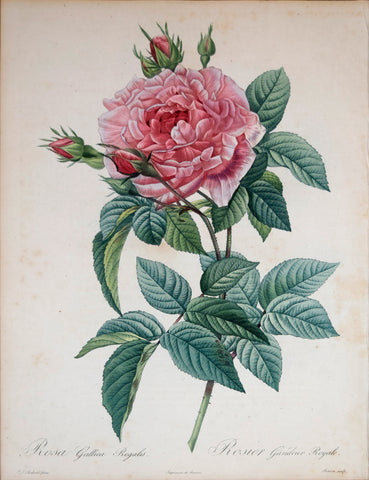 Pierre-Joseph Redouté (1759-1840), Rosa Gallica Regalis
