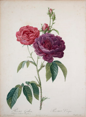 Pierre-Joseph Redouté (1759-1840), Rosa Gallica