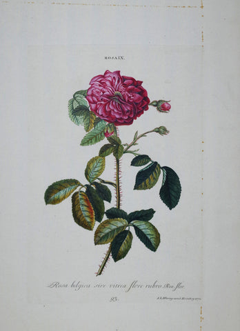 Georg Ehret (1708-1770), Rosa IX P93
