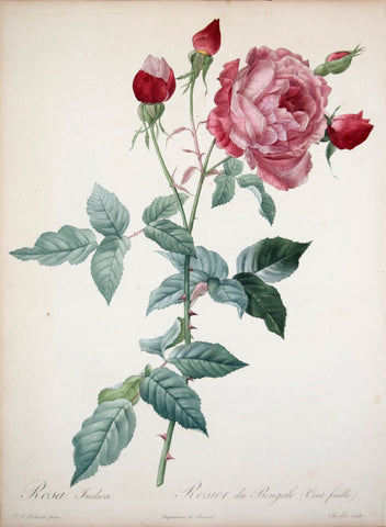Pierre-Joseph Redouté (1759-1840), Rosa Indica