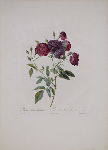 Pierre-Joseph Redouté (1759-1840), Rosa Indica Subviolacea
