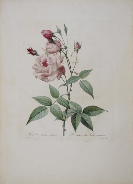 Pierre-Joseph Redouté (1759-1840), Rosa Indica Vulgaris – Arader