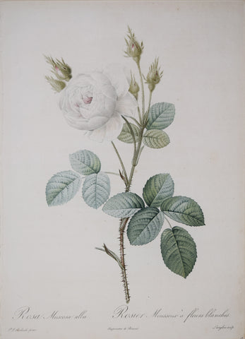 Pierre-Joseph Redouté (1759-1840), Rosa Muscosa Alba