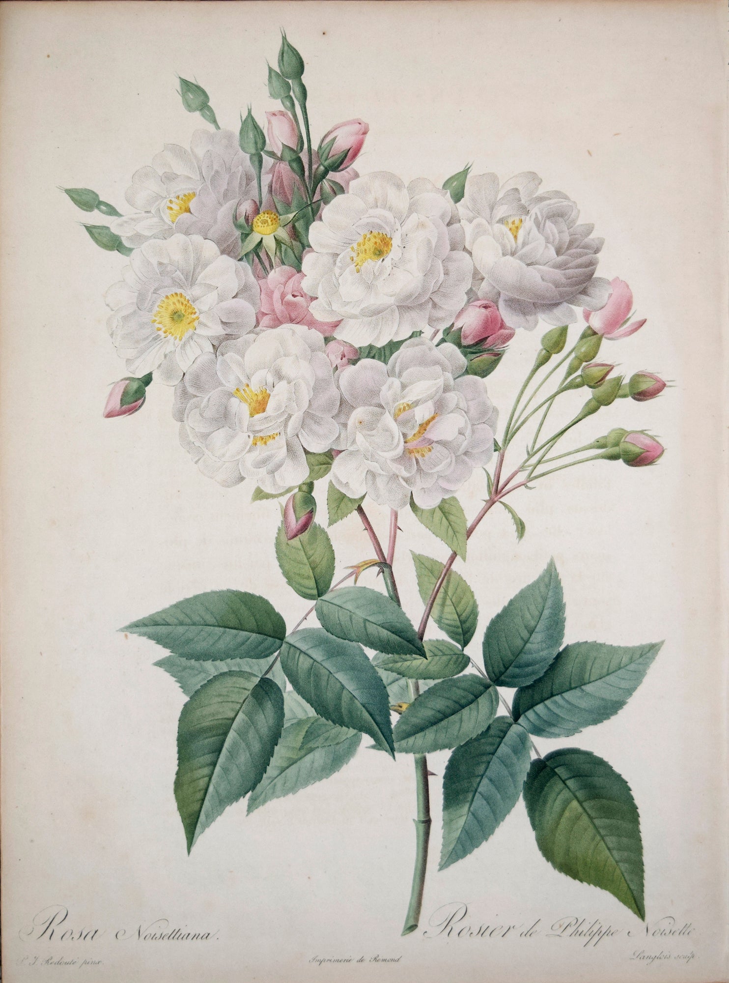 Rosa_Noisettiana.jpg?v=1562965305