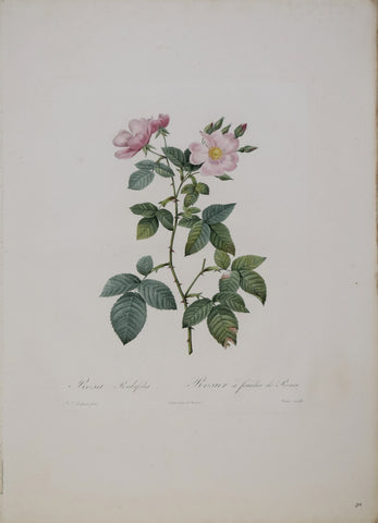 Pierre-Joseph Redouté (1759-1840), Rosa Rubifolia