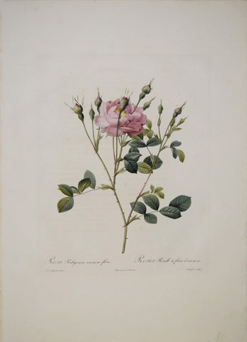 Pierre-Joseph Redouté (1759-1840), Rosa Rubiginosa Anemone-flora
