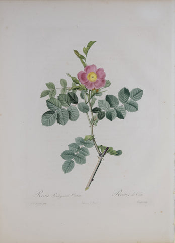 Pierre-Joseph Redouté (1759-1840) Rosa Rubiginosa Cretica