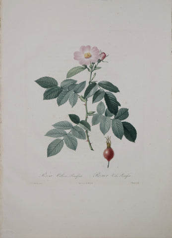 Pierre-Joseph Redouté (1759-1840), Rosa Villosa Pomifera