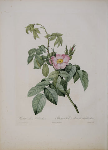 Pierre-Joseph Redouté (1759-1840), Rosa Villosa Terebenthina
