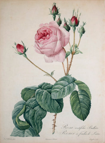 Pierre-Joseph Redouté (1759-1840), Rosa centifolia Bullata