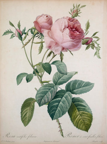 Pierre-Joseph Redouté (1759-1840), Rosa centifolia foliacea
