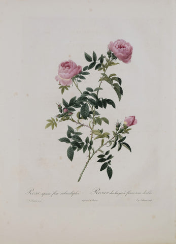 Pierre-Joseph Redouté (1759-1840), Rosa Sepium Flore Submultiplia