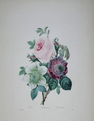 ﻿Pierre Joseph Redoute (1759-1840), Rose