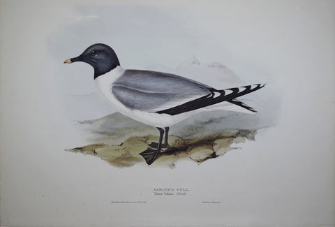 John Gould (1804-1881), Sabine's Gull