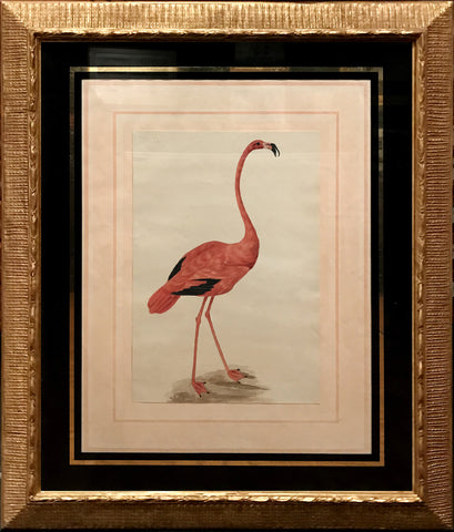 Sarah Stone (British, c. 1760-1844), American Flamingo (Caribbean Flamingo), Phoenicopterus ruber