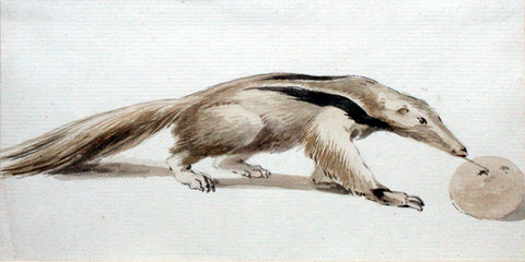 Aert Schouman (Dutch, 1710-1792) An Anteater