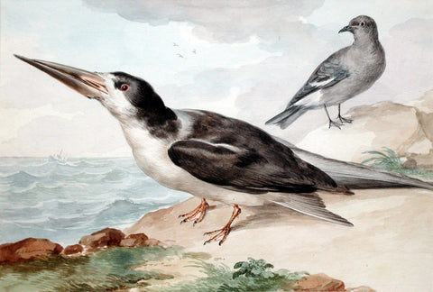Aert Schouman (Dutch, 1710-1792), A Skimmer and a Dove on the Sea Shore