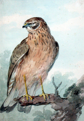 Aert Schouman (Dutch, 1710-1792), A Sparrowhawk on a Branch, looking to the Left