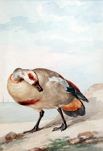 Aert Schouman (Dutch, 1710-1792), An Egyptian Goose on the Shore