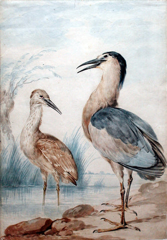 Aert Schouman (Dutch, 1710-1792), An adult and juvenile Night Heron