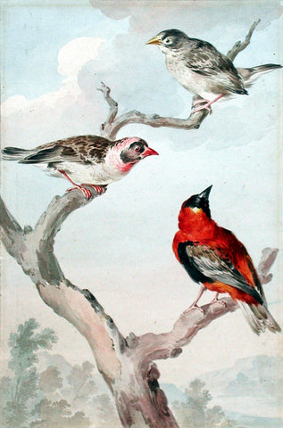 Aert Schouman (Dutch, 1710-1792), Three birds in a tree: a Weaverbird, a Redbilled Quelea and a Red Bishop