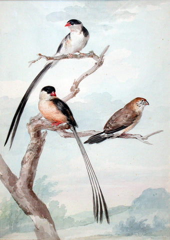 Aert Schouman (Dutch, 1710-1792), Two Long-tailed Tits and a Bunting
