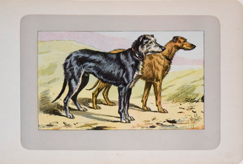 P. Mahler & J.B. Samat, Scottish Deerhound