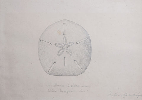 ﻿Christophe Paulin de la Poix de Freminville (1747-1848), Scutellaria Sexforis Lamarck