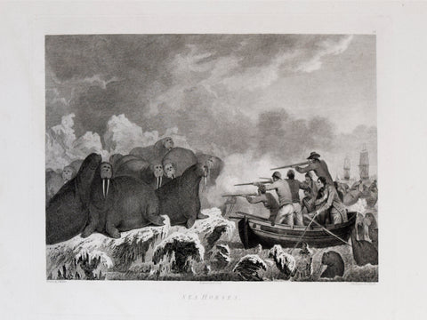 Captain James Cook (1728-1729) and John Webber (1751-1793), Sea Horses