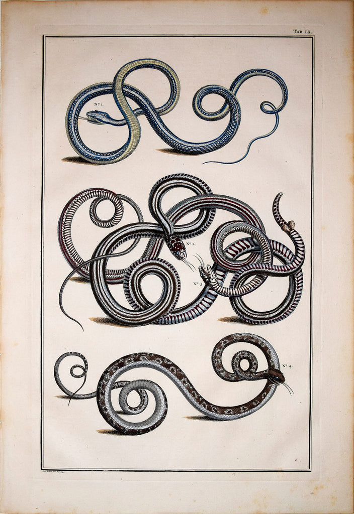 Albertus Seba Locupletissimi Rerum Naturalium Engraving – Arader Galleries