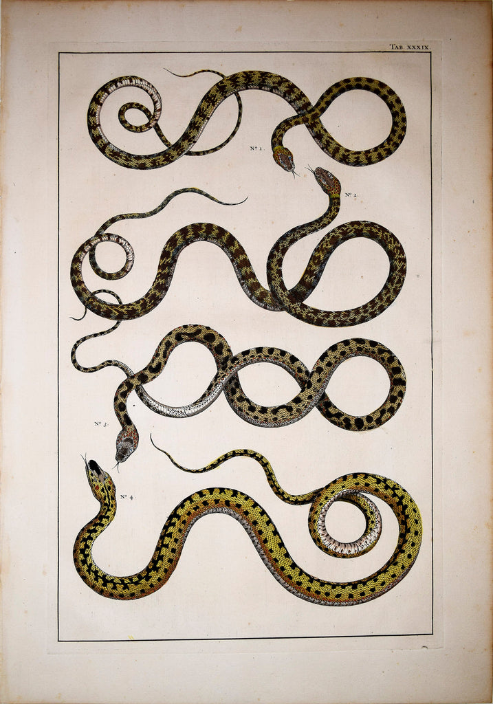 Albertus Seba Locupletissimi Rerum Naturalium Engraving – Arader Galleries
