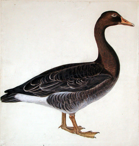 Prideaux John Selby (British, 1788-1867), “Common Wild Goose”
