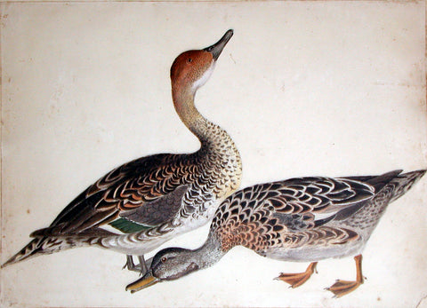 Prideaux John Selby (British, 1788-1867), “Female Gadwall Duck and Female Pintail Duck”