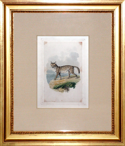 Samuel Howitt (British, 1765-1822) Serval