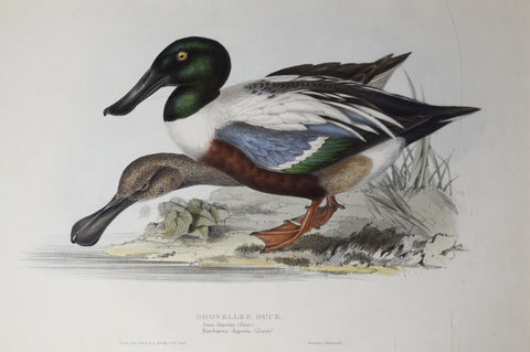 John Gould (1804-1881), Shoveller Duck