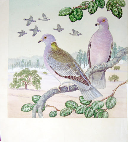 Arthur Singer (American, 1917-1990), Pair of Band-tailed Pigeons Perched on a Branch