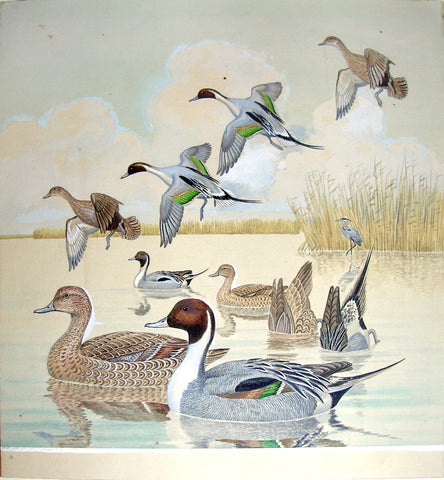 Arthur Singer (American, 1917-1990), Pintail Ducks, Male and Female