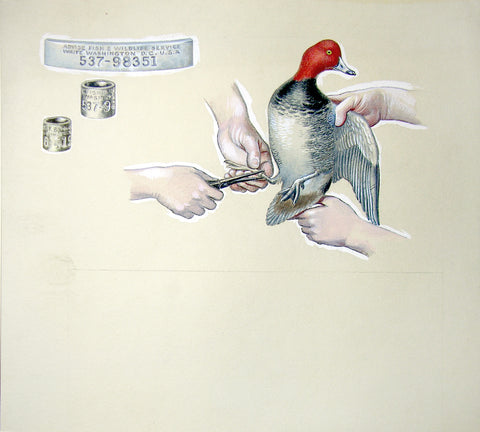 Arthur Singer (American, 1917-1990), Ringing a Red-headed Duck