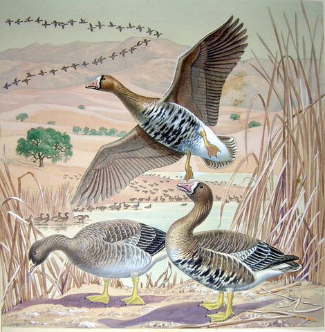 Arthur Singer (American, 1917-1990), White-fronted Goose, Male and Female