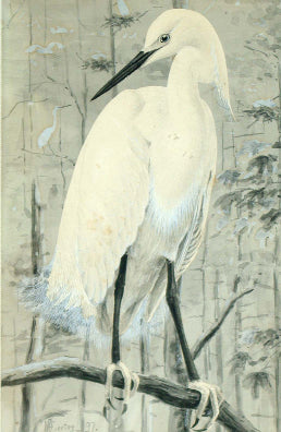Louis Agassiz Fuertes (1874-1927), Snowy Egret