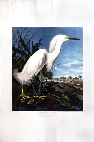 John James Audubon (1785-1851), Plate CCXLII Snowy Heron or White Egret