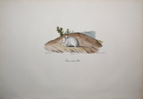 Frederic Cuvier (1769-1832) & Geoffroy Saint-Hilaire (1772-1844), Souris variete albine - White Mouse
