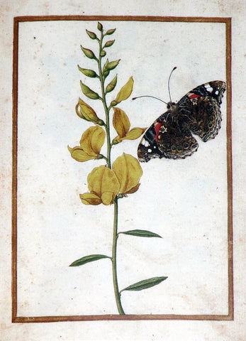 Jacques le Moyne de Morgues (French, ca. 1533-1588), Spanish Broom and butterfly