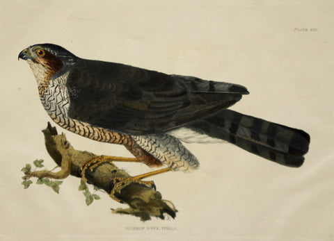 Prideaux John Selby (1788-1867), Sparrow Hawk Female Plt XIII