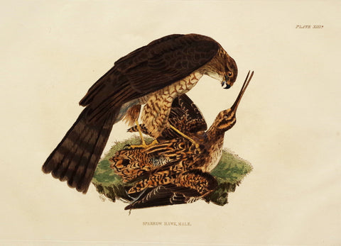 Prideaux John Selby (1788-1867), Sparrow Hawk Male Plt XIII
