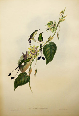 John Gould (1804-1881), Spathura Underwoodi